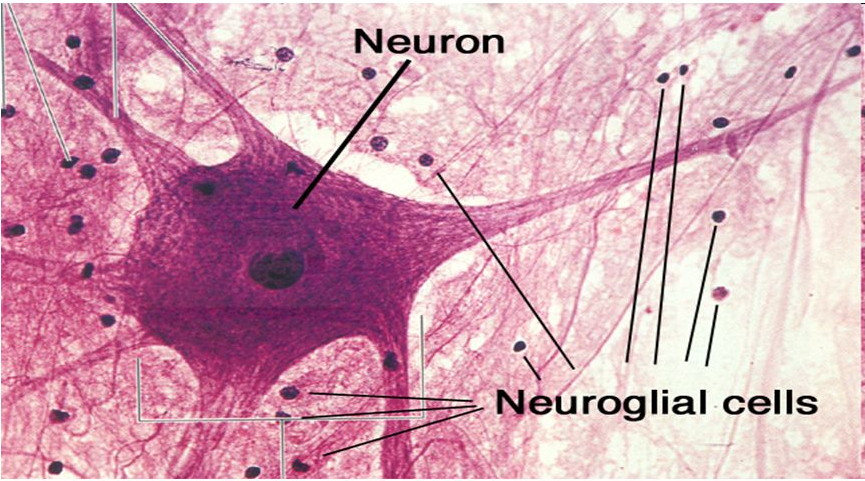 Нервная ткань под микроскопом. Нервная ткань тельца Руфини. Нервная ткань фото ВПР. Местоположение клетки